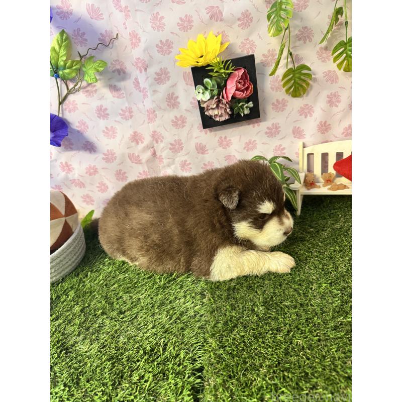 販売中の静岡県のアラスカンマラミュート-452244の3枚目