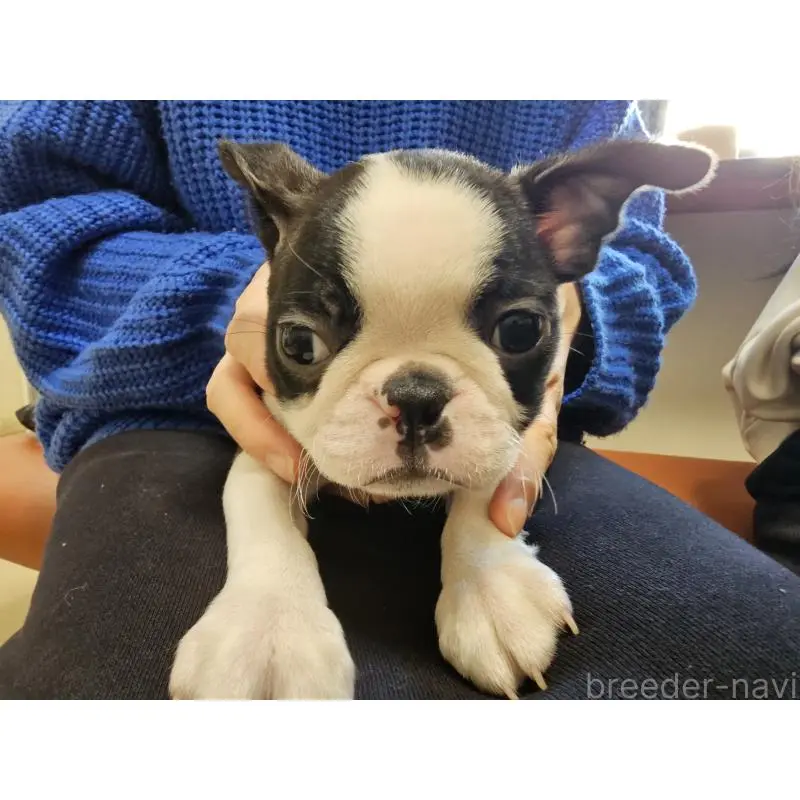 成約済の愛知県のボストンテリア-452241の2枚目