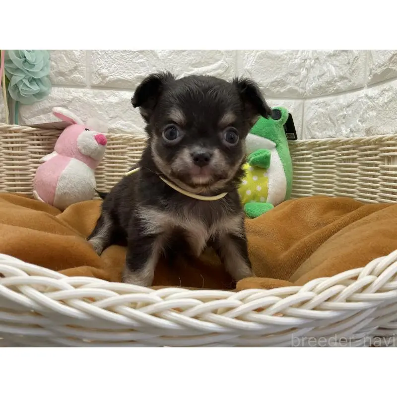 販売中の北海道のチワワ(ロングコート)-452240の3枚目