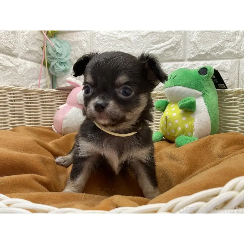 販売中の北海道のチワワ(ロングコート)-452240の2枚目