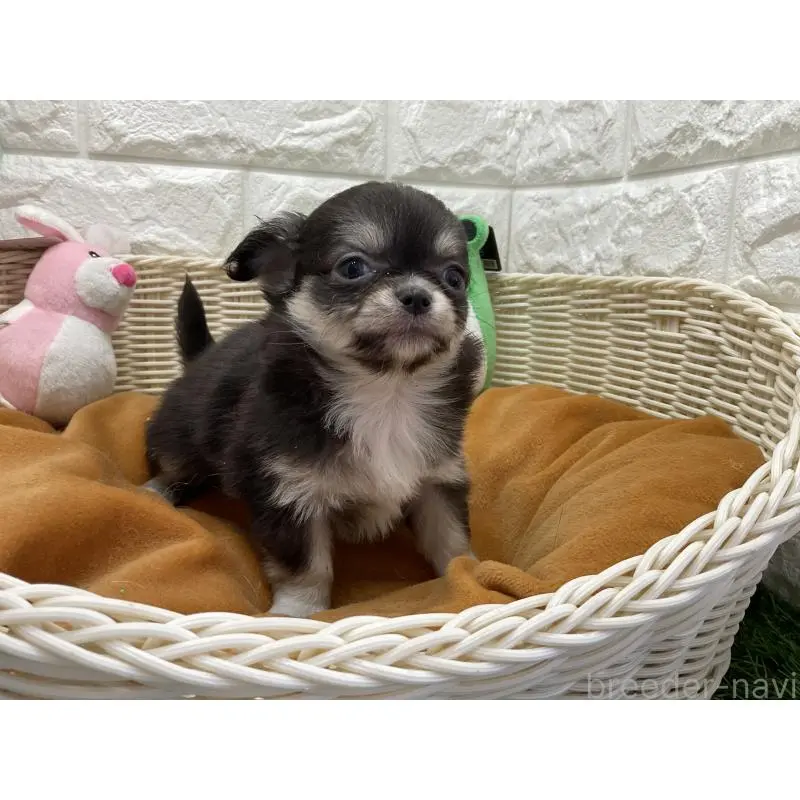 販売中の北海道のチワワ(ロングコート)-452242の3枚目