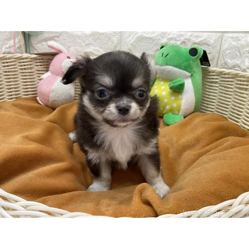 販売中の北海道のチワワ(ロングコート)-452242の2枚目