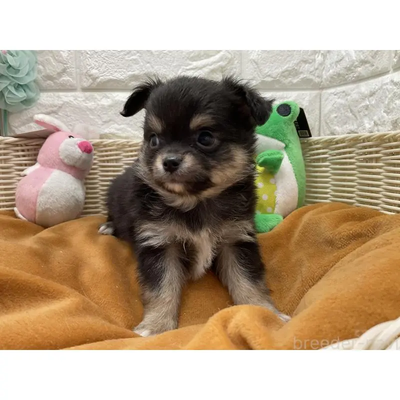 販売中の北海道のチワワ(ロングコート)-452243の3枚目