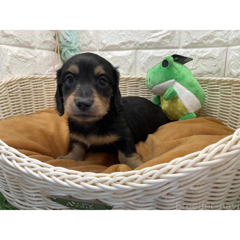 販売中の北海道のミニチュアダックスフンド(ロングヘアード)-452245の3枚目