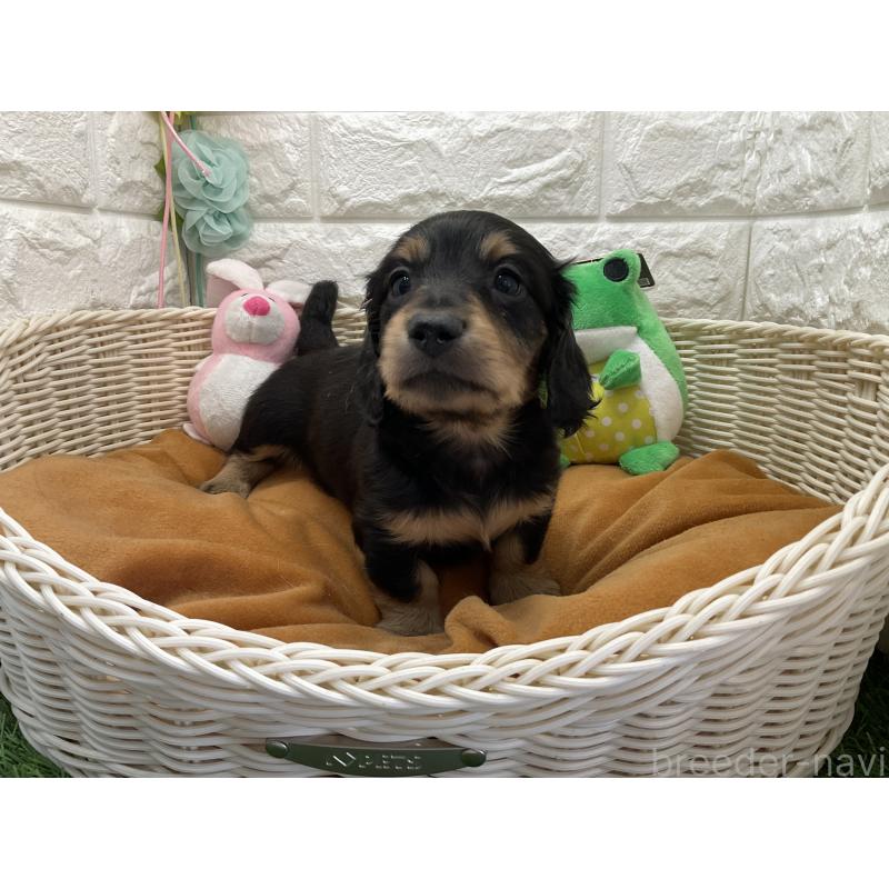 販売中の北海道のミニチュアダックスフンド(ロングヘアード)-452245の2枚目