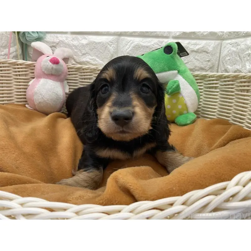 販売中の北海道のミニチュアダックスフンド(ロングヘアード)-452246の3枚目