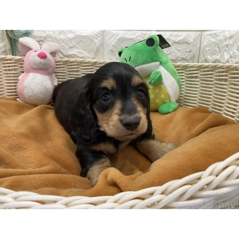 販売中の北海道のミニチュアダックスフンド(ロングヘアード)-452246の2枚目