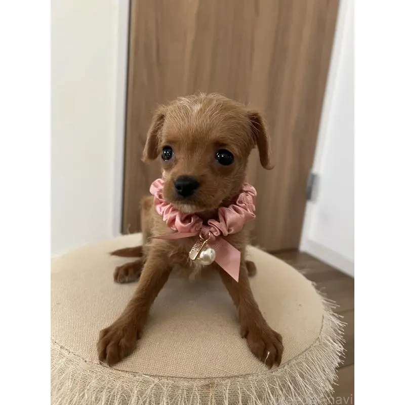 販売中の埼玉県のミックス犬-452249の15枚目