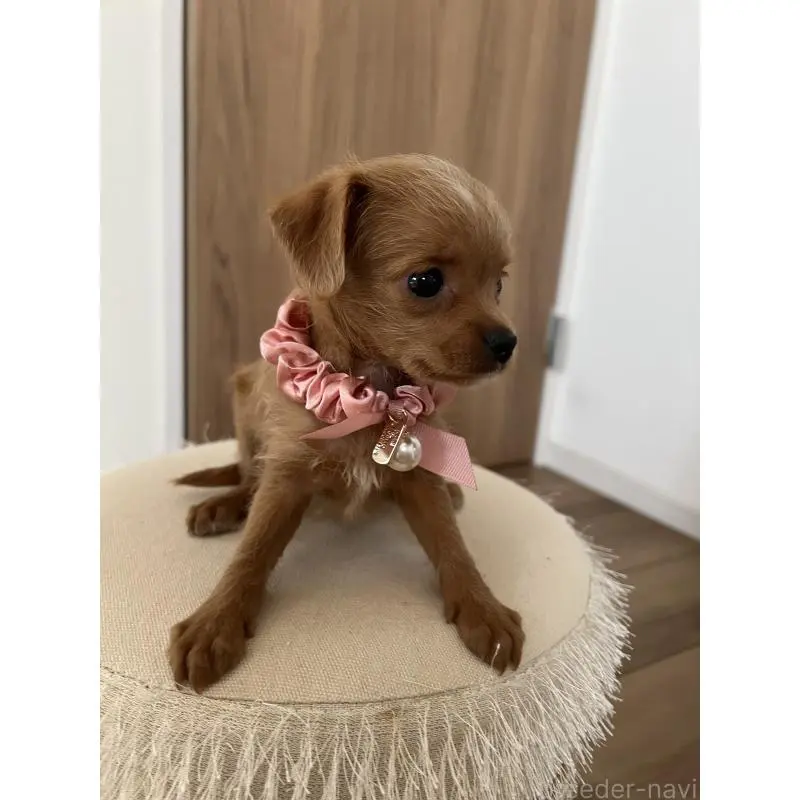 販売中の埼玉県のミックス犬-452249の14枚目