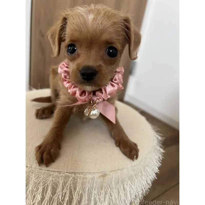 販売中の埼玉県のミックス犬-452249の13枚目