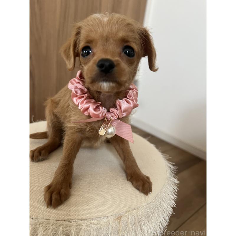 販売中の埼玉県のミックス犬-452249の11枚目