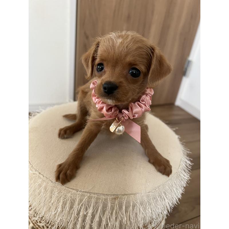 販売中の埼玉県のミックス犬-452249の9枚目