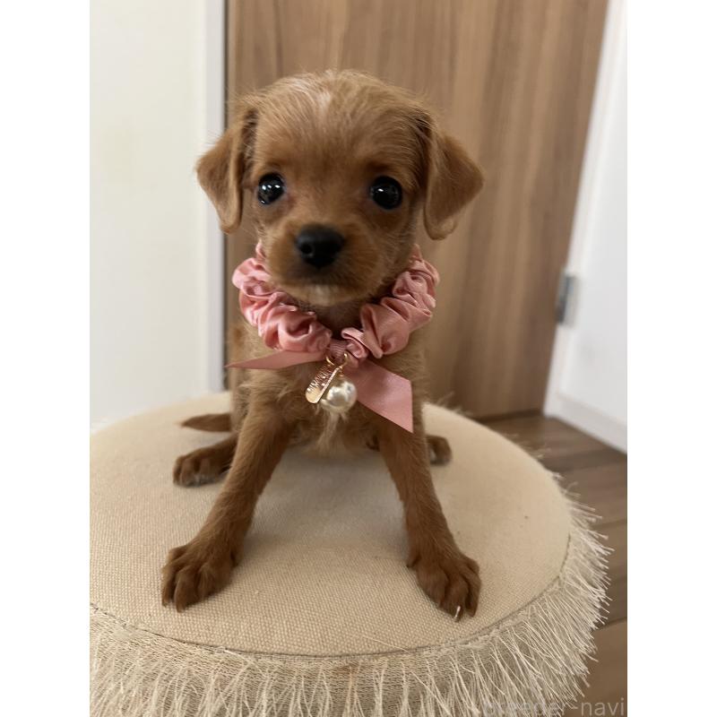 販売中の埼玉県のミックス犬-452249の8枚目