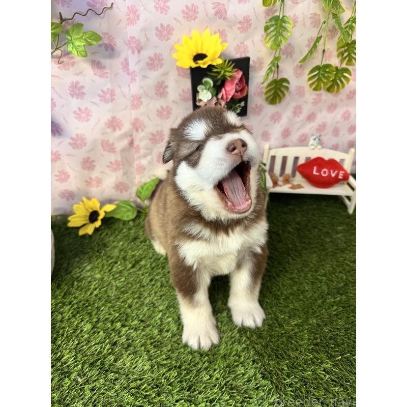 販売中の静岡県のアラスカンマラミュート-452248の9枚目