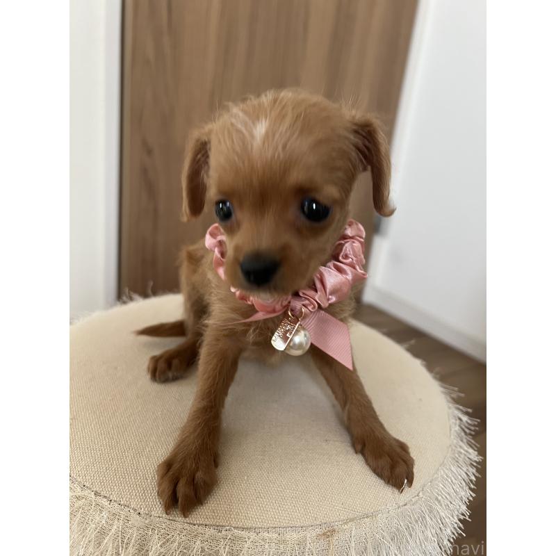 販売中の埼玉県のミックス犬-452249の7枚目