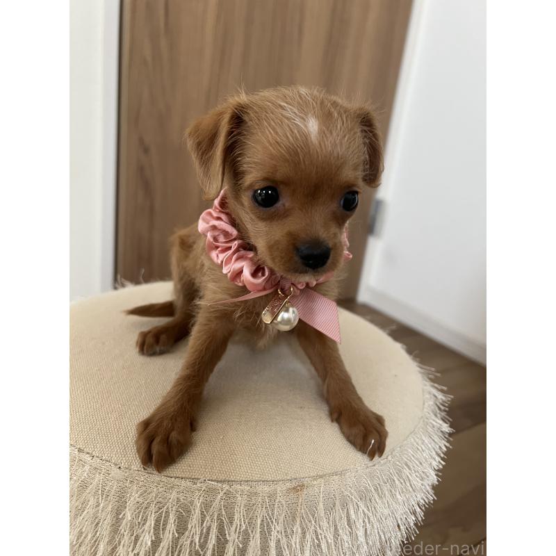 販売中の埼玉県のミックス犬-452249の6枚目