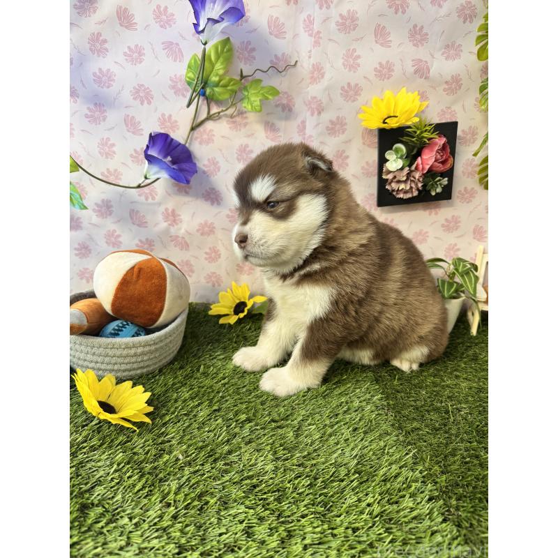 販売中の静岡県のアラスカンマラミュート-452248の7枚目