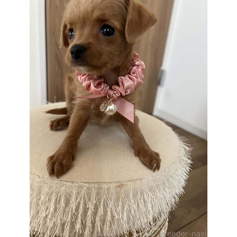 販売中の埼玉県のミックス犬-452249の5枚目