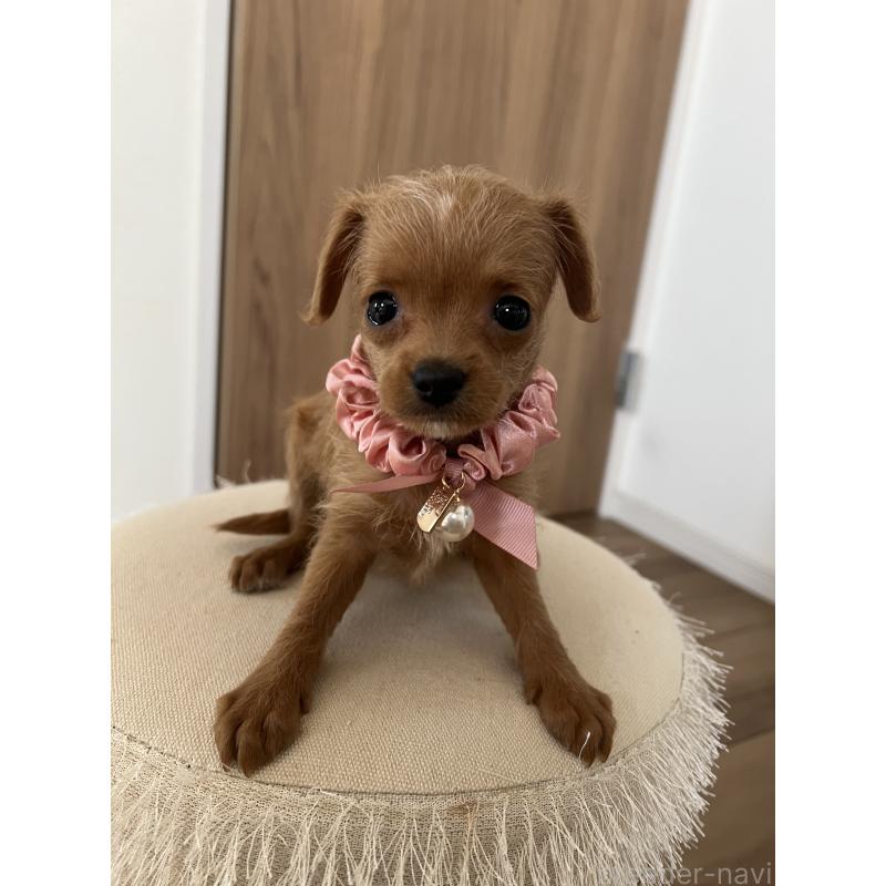 販売中の埼玉県のミックス犬-452249の4枚目