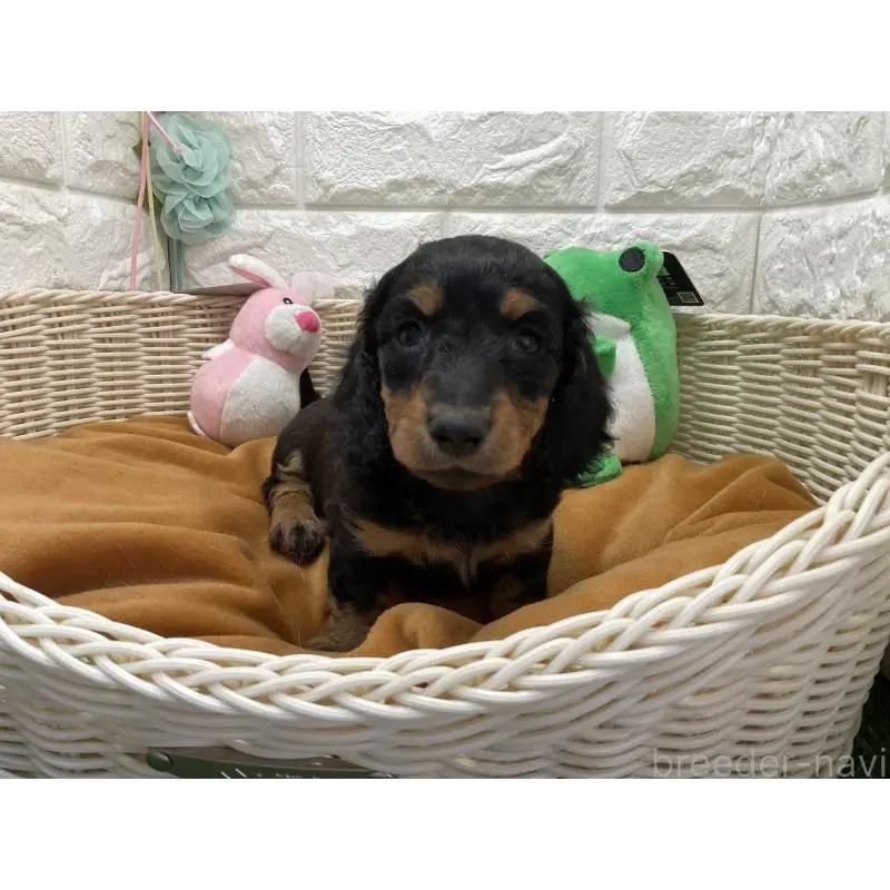 販売中の北海道のミニチュアダックスフンド(ロングヘアード)-452247の3枚目