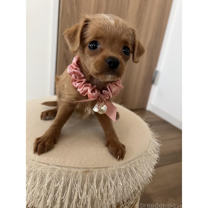 販売中の埼玉県のミックス犬-452249の3枚目