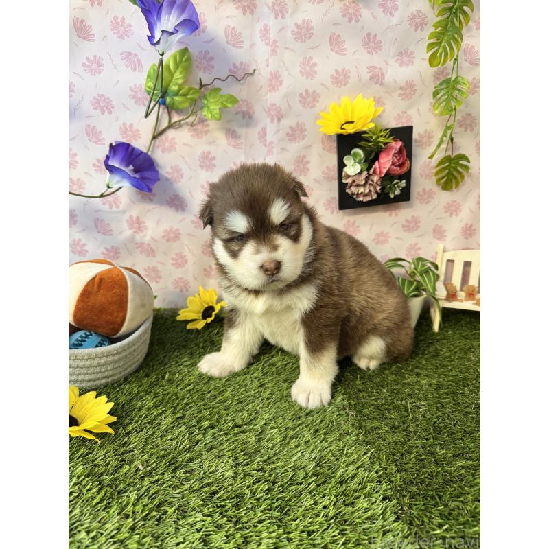 販売中の静岡県のアラスカンマラミュート-452248の6枚目