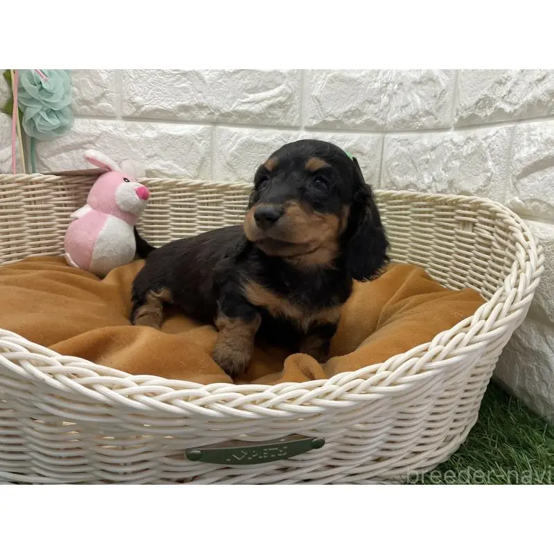 販売中の北海道のミニチュアダックスフンド(ロングヘアード)-452247の2枚目