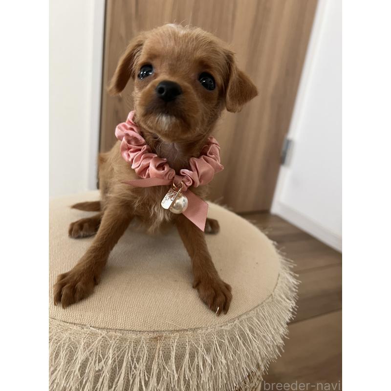 販売中の埼玉県のミックス犬-452249の2枚目