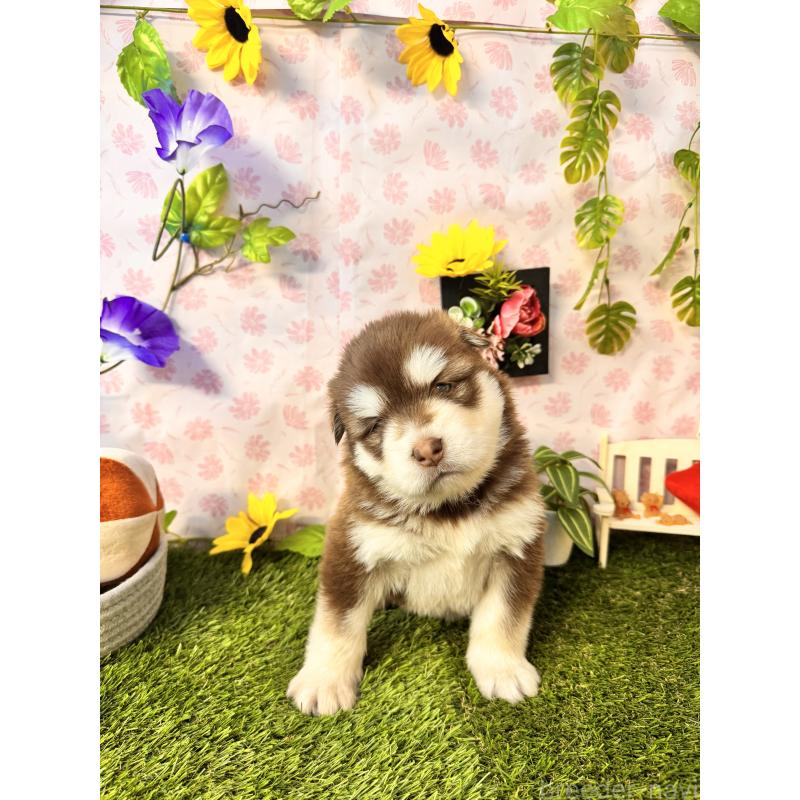 販売中の静岡県のアラスカンマラミュート-452248の5枚目