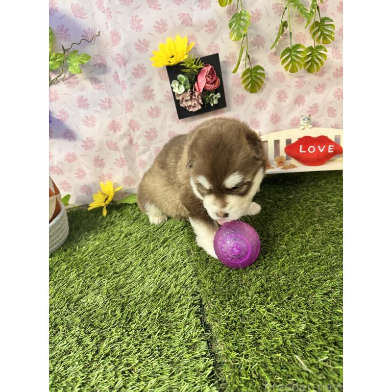 販売中の静岡県のアラスカンマラミュート-452248の4枚目