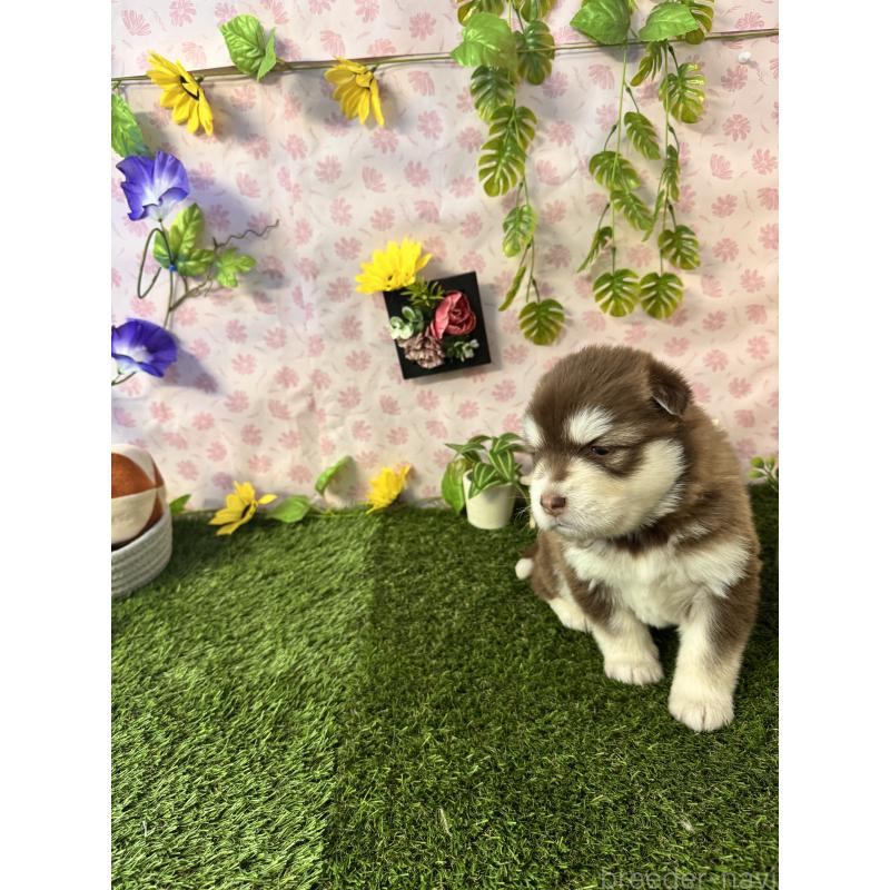 販売中の静岡県のアラスカンマラミュート-452248の3枚目