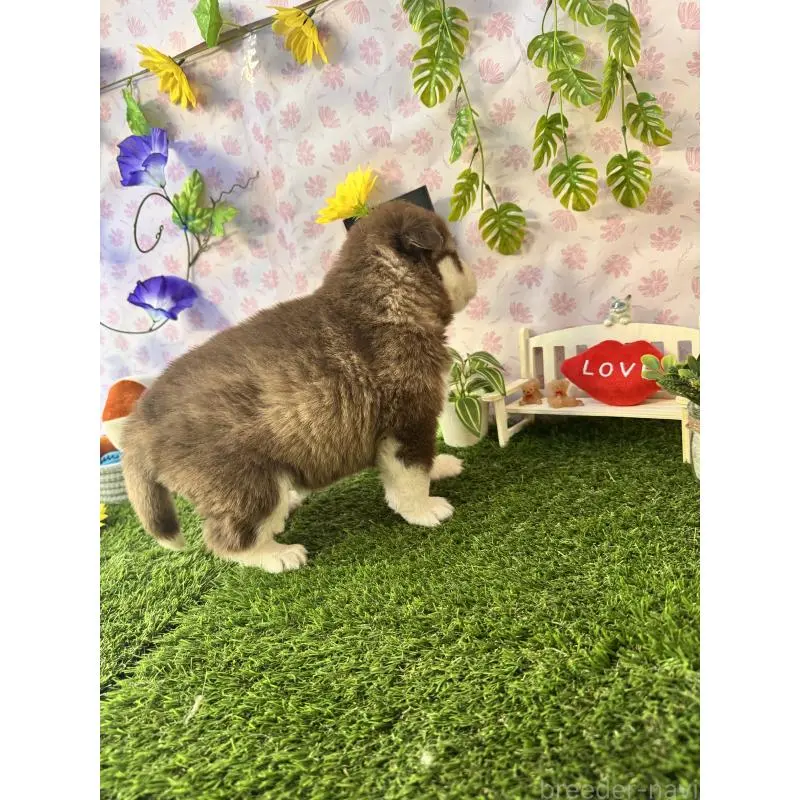 販売中の静岡県のアラスカンマラミュート-452248の2枚目