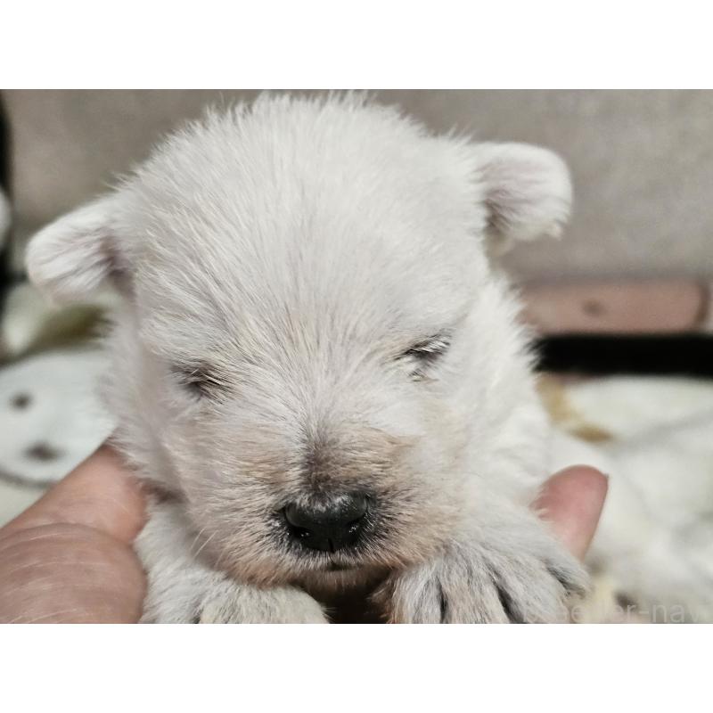 販売中の愛知県のウエストハイランドホワイトテリア(ウエスティ)-452250の8枚目