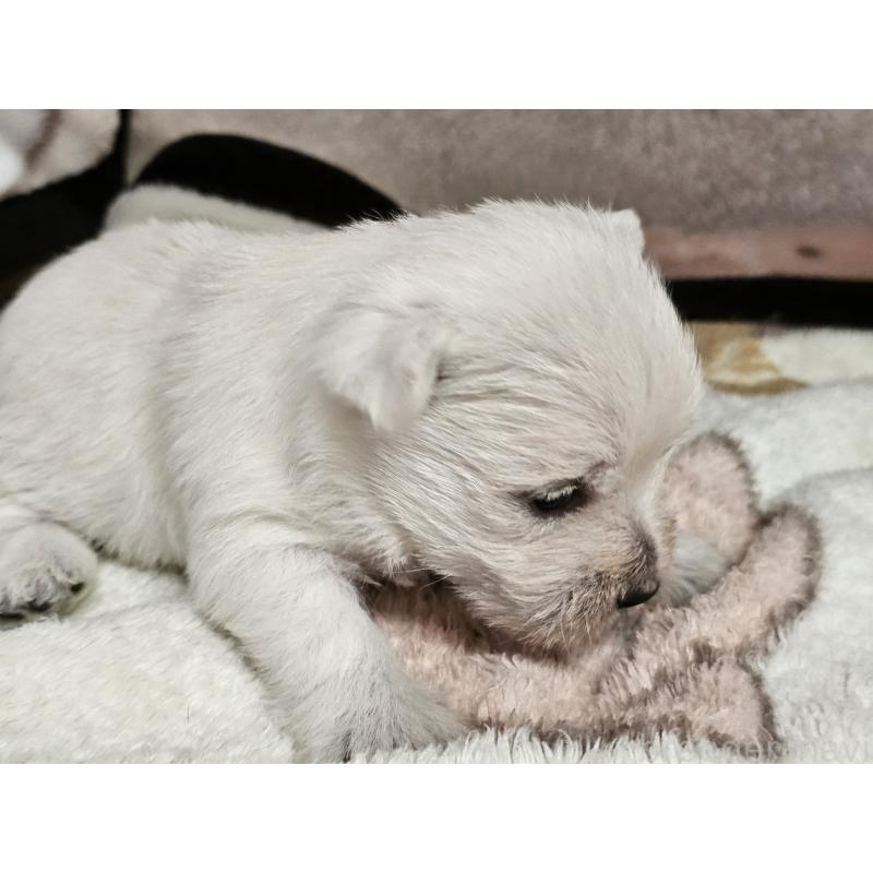 販売中の愛知県のウエストハイランドホワイトテリア(ウエスティ)-452250の7枚目