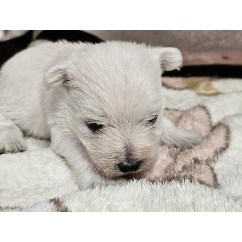 販売中の愛知県のウエストハイランドホワイトテリア(ウエスティ)-452250の6枚目