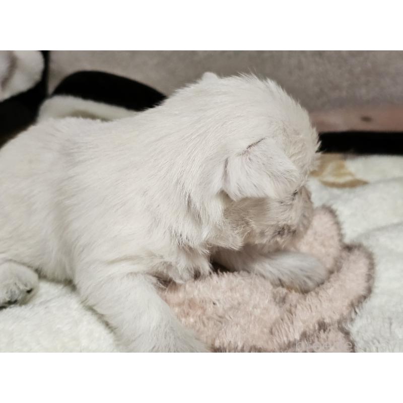 販売中の愛知県のウエストハイランドホワイトテリア(ウエスティ)-452250の5枚目