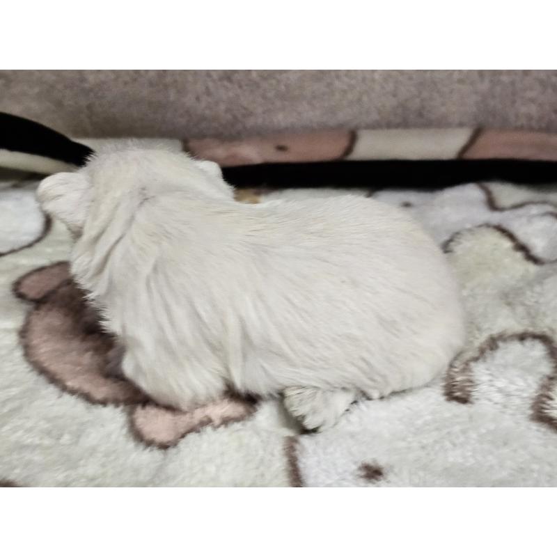 販売中の愛知県のウエストハイランドホワイトテリア(ウエスティ)-452250の4枚目