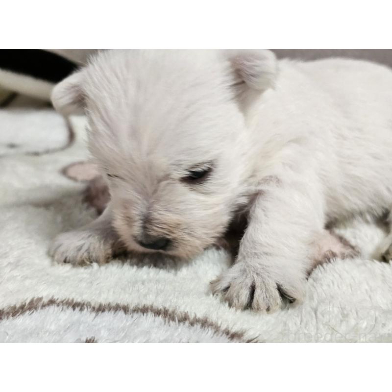 販売中の愛知県のウエストハイランドホワイトテリア(ウエスティ)-452250の3枚目