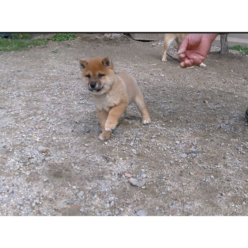 販売中の佐賀県の豆柴-452050の9枚目