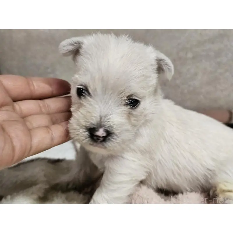 販売中の愛知県のウエストハイランドホワイトテリア(ウエスティ)-452251の6枚目