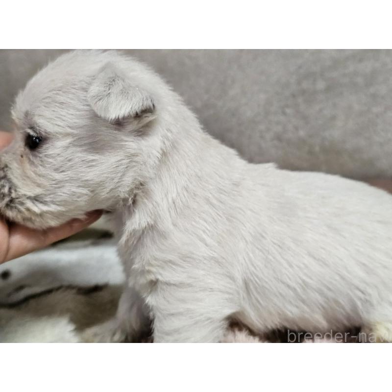 販売中の愛知県のウエストハイランドホワイトテリア(ウエスティ)-452251の5枚目