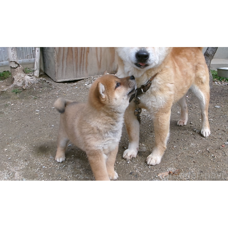 販売中の佐賀県の豆柴-452050の8枚目