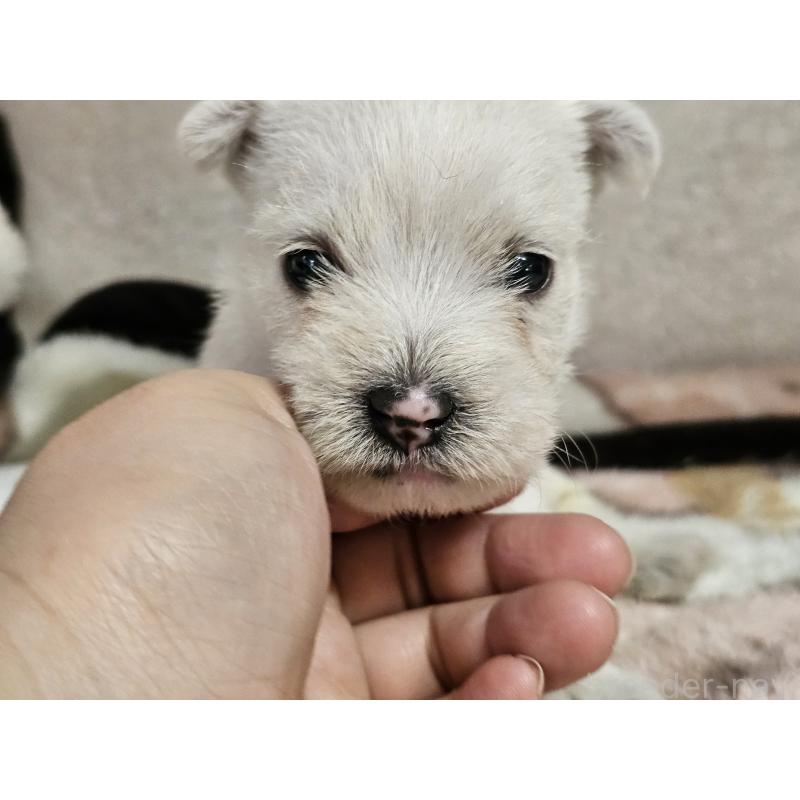 販売中の愛知県のウエストハイランドホワイトテリア(ウエスティ)-452251の4枚目