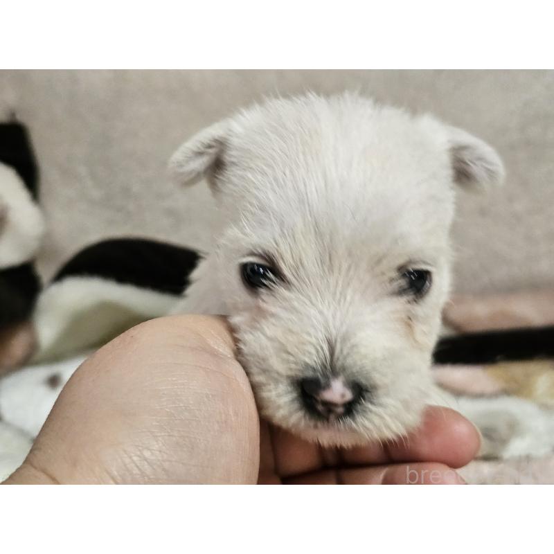 販売中の愛知県のウエストハイランドホワイトテリア(ウエスティ)-452251の3枚目