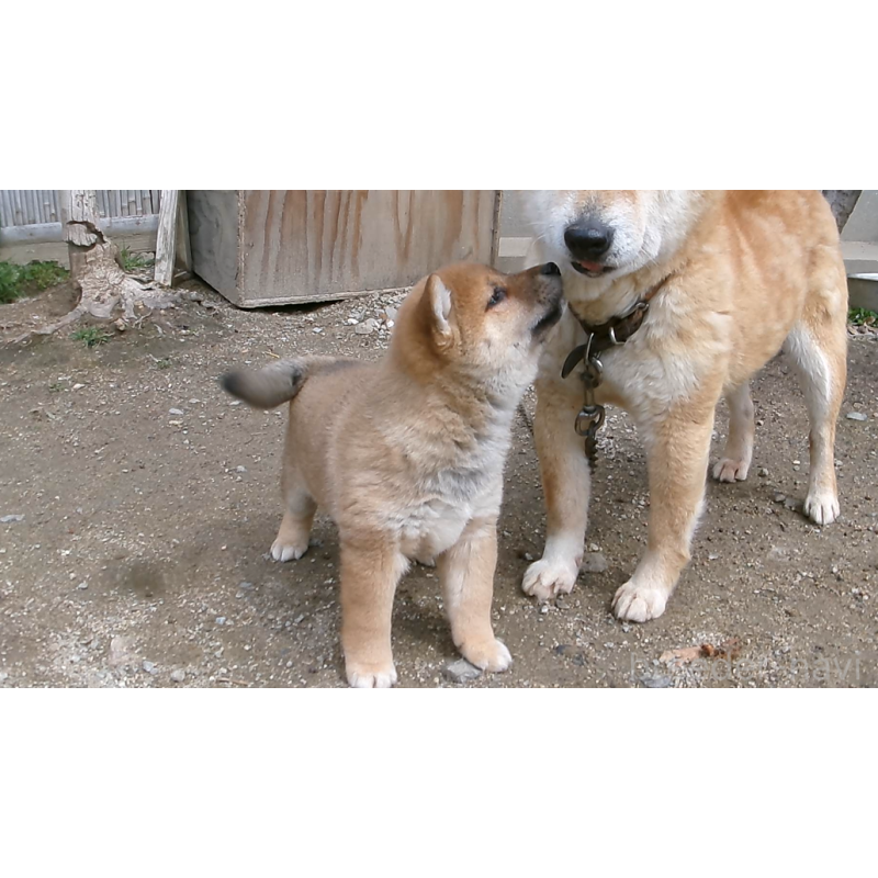 販売中の佐賀県の豆柴-452050の7枚目