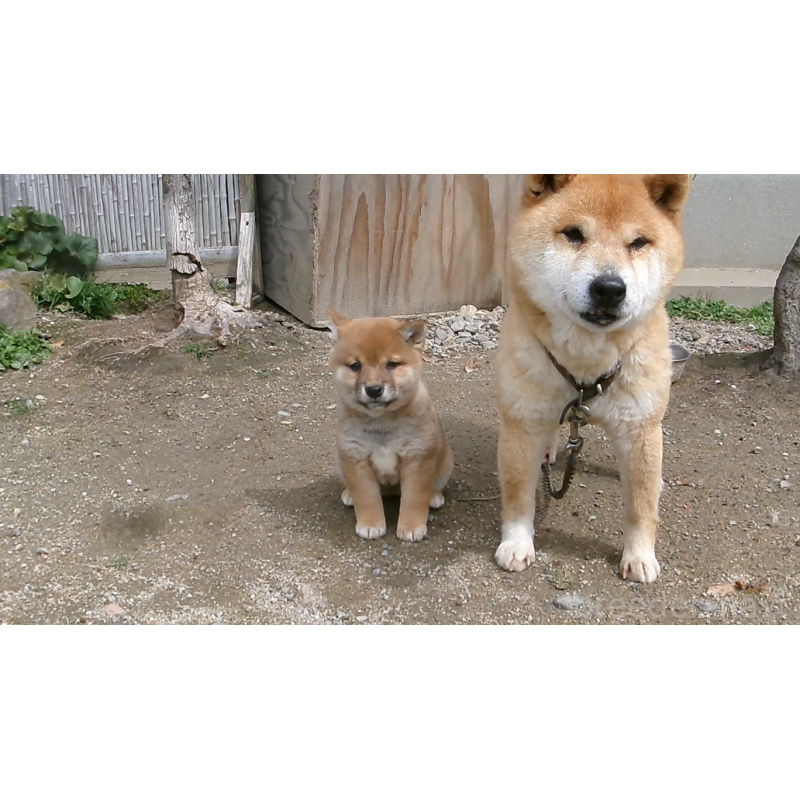 販売中の佐賀県の豆柴-452050の6枚目