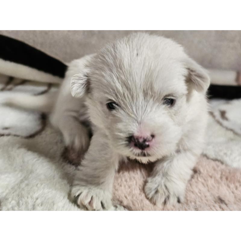 販売中の愛知県のウエストハイランドホワイトテリア(ウエスティ)-452252の4枚目