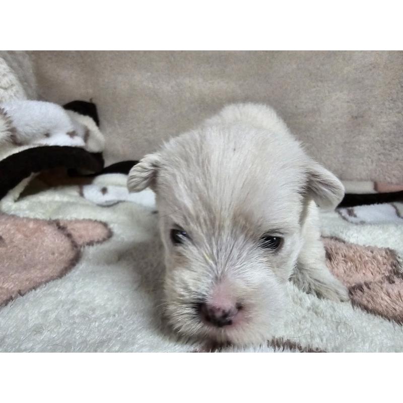 販売中の愛知県のウエストハイランドホワイトテリア(ウエスティ)-452252の3枚目