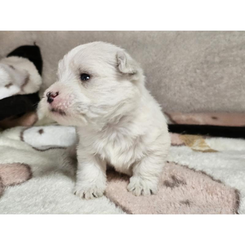 販売中の愛知県のウエストハイランドホワイトテリア(ウエスティ)-452252の2枚目