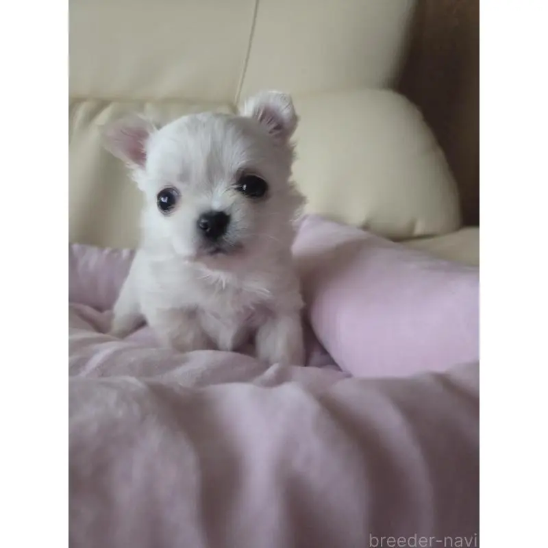 販売中の愛知県のチワワ(ロングコート)-452255の4枚目